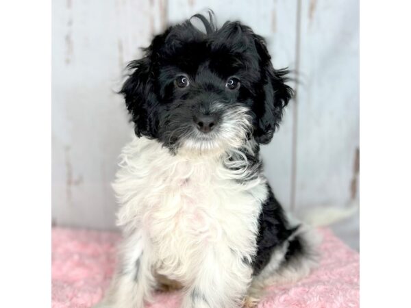 Mini Labradoodle DOG Female Black & White 8587 Petland Dayton, Ohio