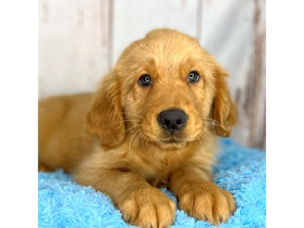 Golden Retriever DOG Male Golden 8586 Petland Dayton, Ohio