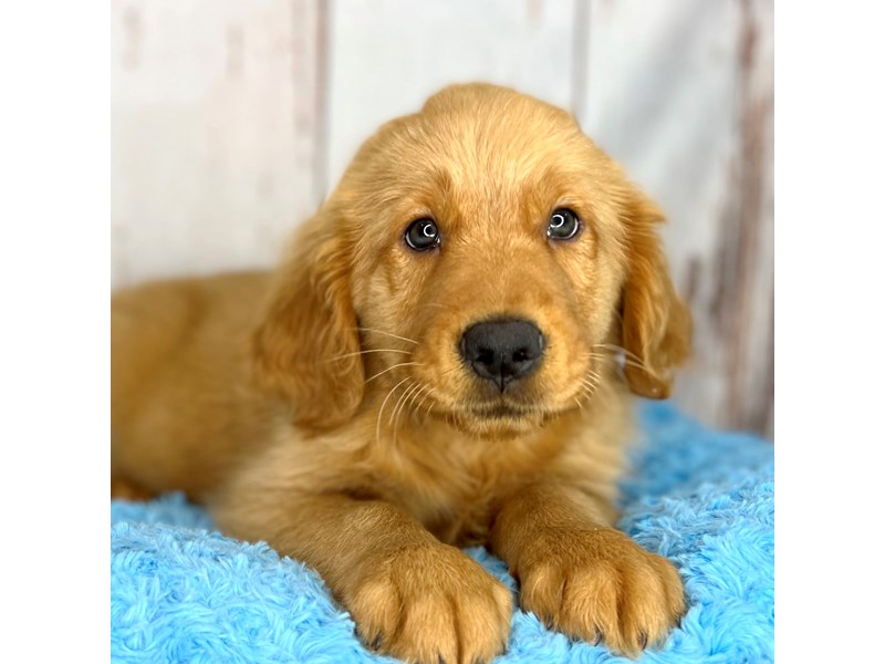Golden Retriever Puppy Golden ID:8586 Located at Petland Dayton, Ohio