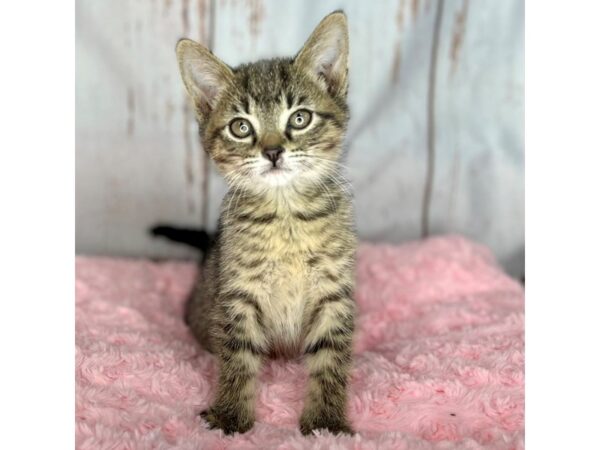 Domestic Short Hair-CAT-Female-Gray and Black Tiger (Tabby)-8581-Petland Dayton, Ohio