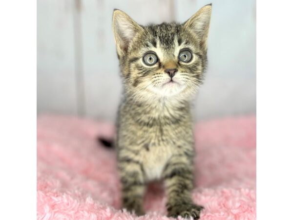 Domestic Short Hair-CAT-Female-Gray & Brown Tiger (Tabby)-8583-Petland Dayton, Ohio