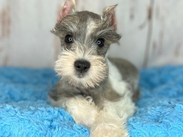 Miniature Schnauzer-DOG-Male--8590-Petland Dayton, Ohio