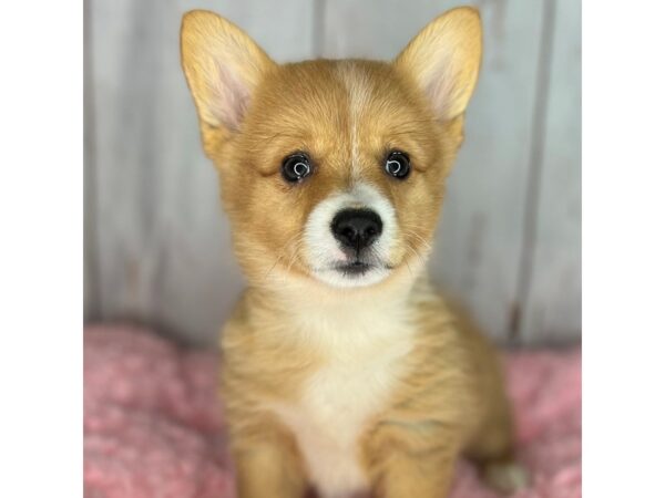 Pembroke Welsh Corgi-DOG-Female-Red-8592-Petland Dayton, Ohio