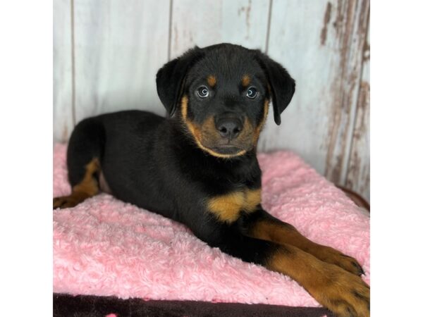 Rottweiler DOG Female Black / Tan 8593 Petland Dayton, Ohio