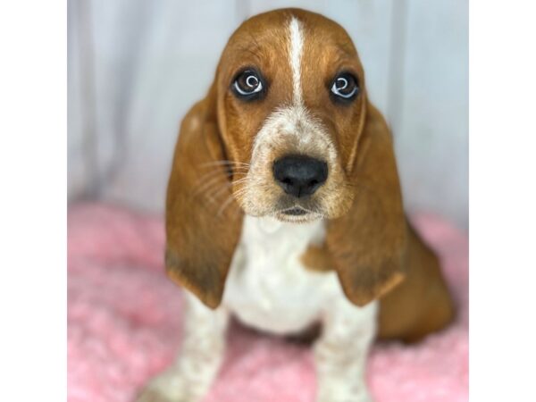 Basset Hound DOG Female Red / White 8595 Petland Dayton, Ohio