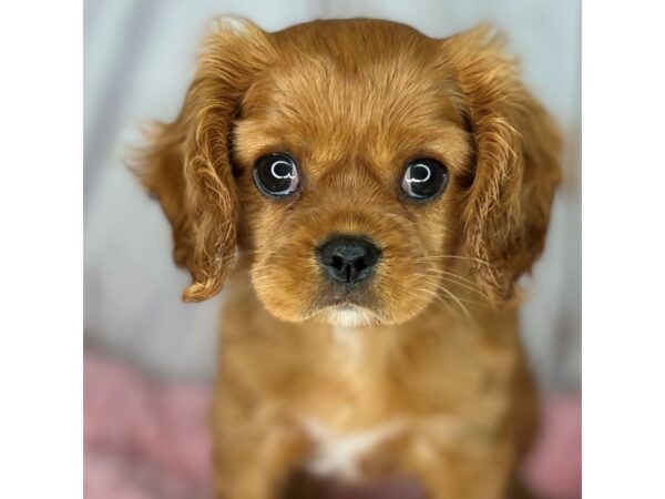 Cavalier King Charles Spaniel DOG Female Ruby 8597 Petland Dayton, Ohio