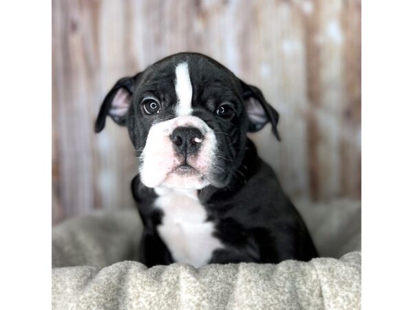 Bulldog DOG Female Black 8605 Petland Dayton, Ohio