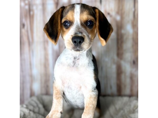 Beagle DOG Female Black White / Tan 8604 Petland Dayton, Ohio