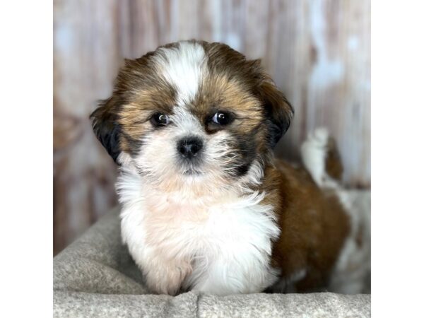 Shih Tzu-DOG-Male-Tri-Colored-8603-Petland Dayton, Ohio