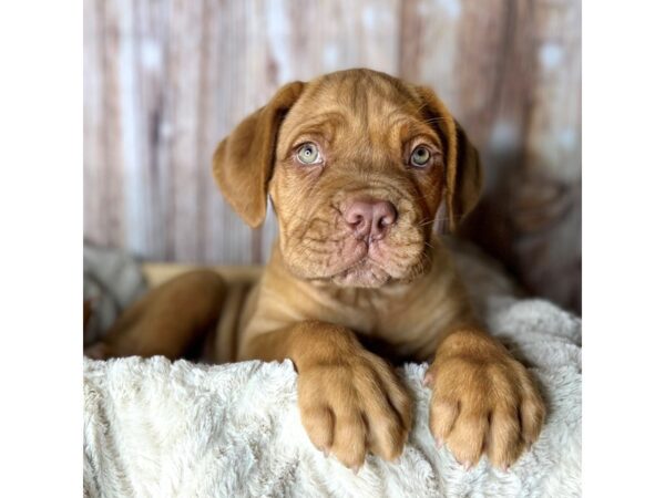 Dogue de Bordeaux DOG Male Red 8602 Petland Dayton, Ohio