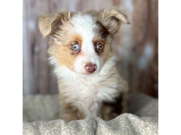 Miniature Australian Shepherd DOG Male Red Merle / White 8601 Petland Dayton, Ohio