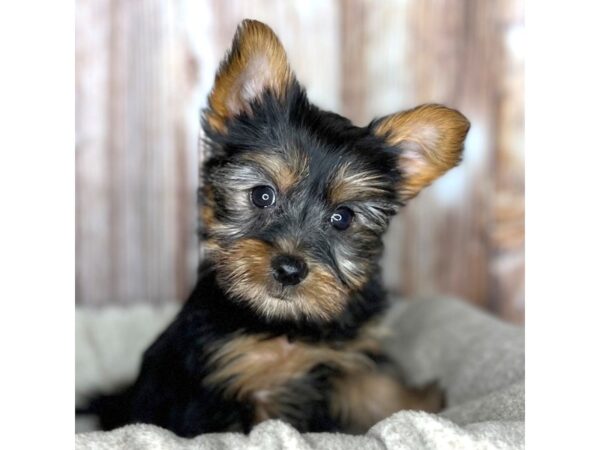 Yorkshire Terrier DOG Male Black / Tan 8600 Petland Dayton, Ohio