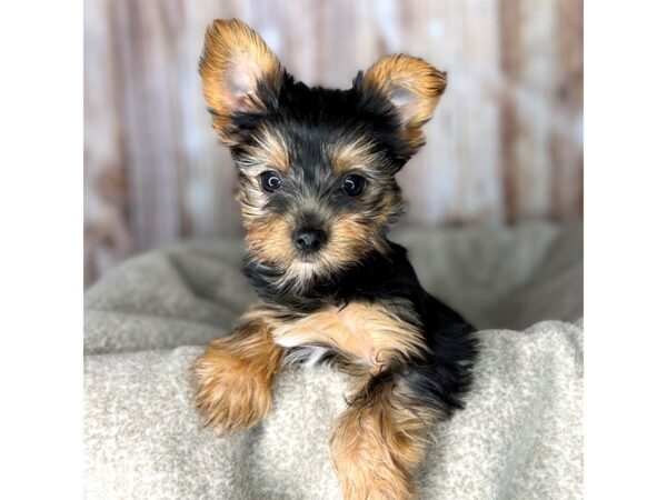 Yorkshire Terrier DOG Female Black / Tan 8599 Petland Dayton, Ohio