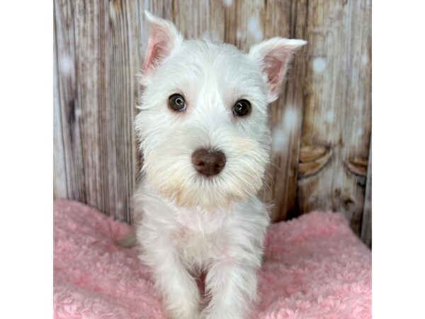 Miniature Schnauzer DOG Female White 8619 Petland Dayton, Ohio