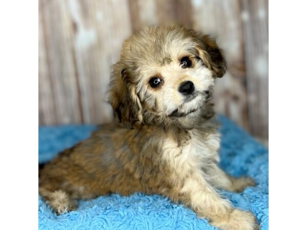 Cavachon DOG Male Sable 8618 Petland Dayton, Ohio