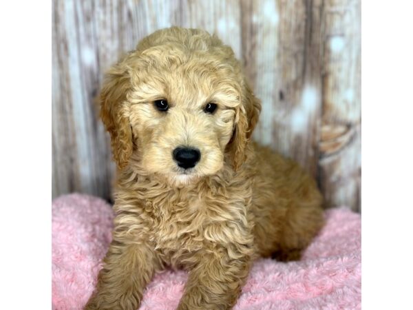 Goldendoodle DOG Female Golden 8616 Petland Dayton, Ohio