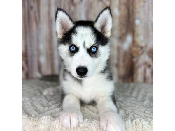 Siberian Husky DOG Female Black / White 8614 Petland Dayton, Ohio