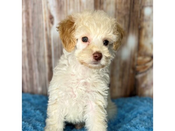 Poodle DOG Male Cream 8613 Petland Dayton, Ohio