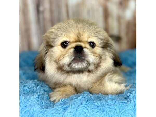 Pekingese DOG Male Cream Sable 8591 Petland Dayton, Ohio