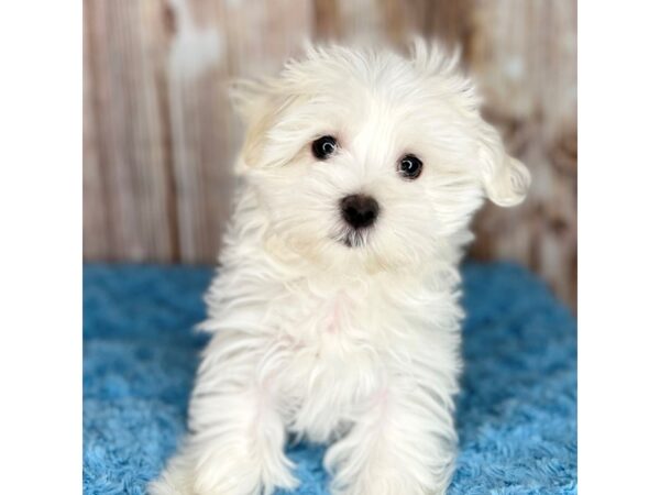 Maltese-DOG-Male-White-8608-Petland Dayton, Ohio