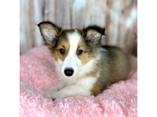 Shetland Sheepdog DOG Female Sable / White 8609 Petland Dayton, Ohio