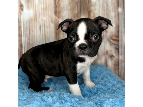 Boston Terrier DOG Male Black / White 8612 Petland Dayton, Ohio