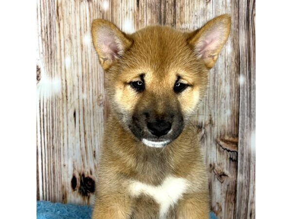 Shiba Inu DOG Male Red 8610 Petland Dayton, Ohio