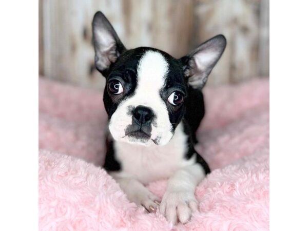 Boston Terrier DOG Female Black / White 3163 Petland Dayton, Ohio