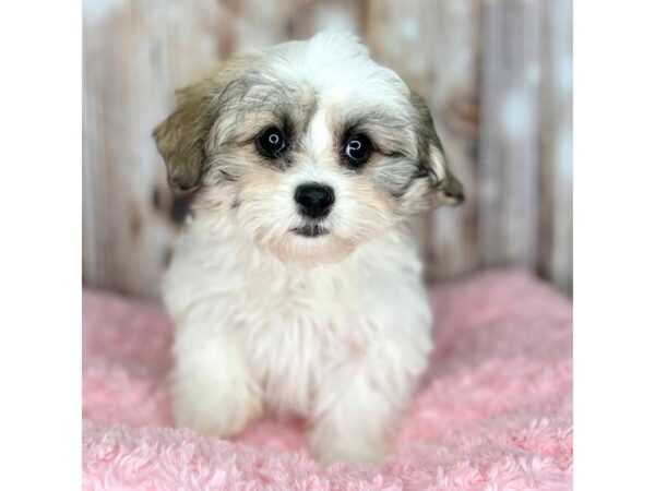 Shichon DOG Female brown/white 8625 Petland Dayton, Ohio