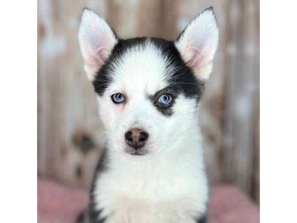 Pomsky DOG Female Black/White 8628 Petland Dayton, Ohio