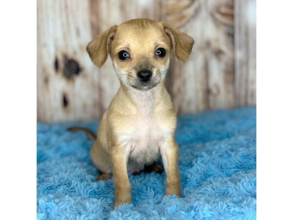 Chihuahua-DOG-Male-Fawn-8631-Petland Dayton, Ohio