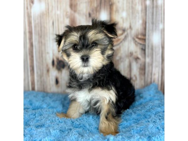 Morkie DOG Male Black / Tan 8624 Petland Dayton, Ohio