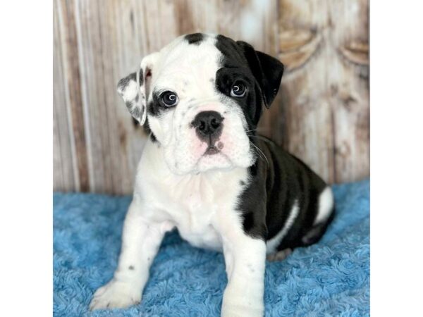 Bulldog DOG Male Black / White 8620 Petland Dayton, Ohio