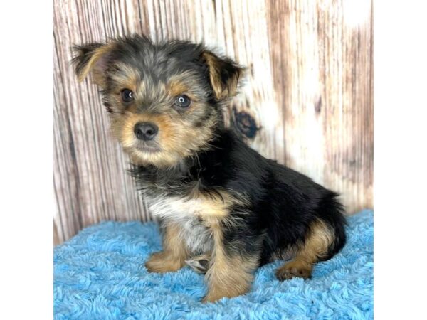 Yorkshire Terrier DOG Male Black / Tan 8623 Petland Dayton, Ohio