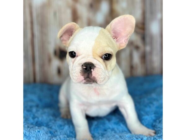 French Bulldog DOG Male White 8621 Petland Dayton, Ohio