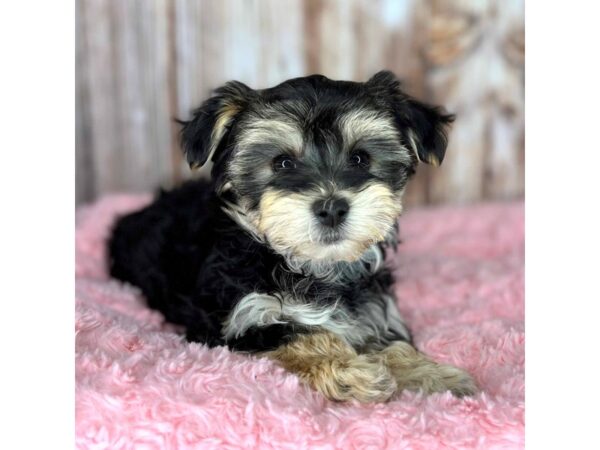 Morkie DOG Female black/brown 8626 Petland Dayton, Ohio