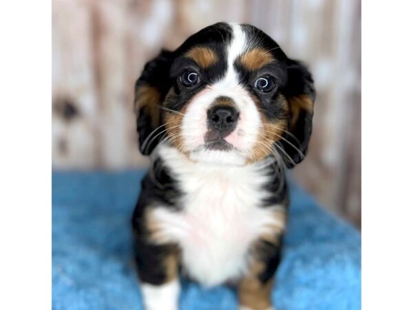 Mini Bernese DOG Male Tri 8627 Petland Dayton, Ohio