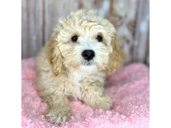 Cock A Poo-DOG-Female-Cream-8632-Petland Dayton, Ohio