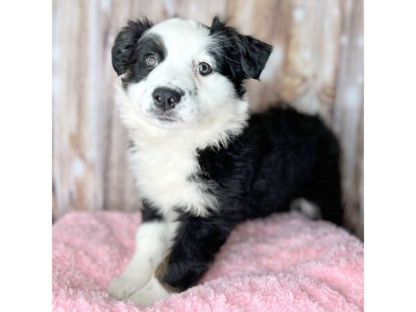 Australian Shepherd DOG Female Black / White 8636 Petland Dayton, Ohio