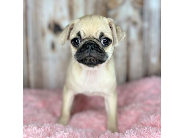 Pug DOG Female Fawn 8634 Petland Dayton, Ohio