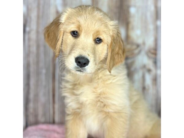 Golden Retriever DOG Female Golden 8633 Petland Dayton, Ohio