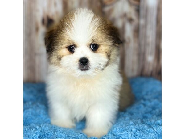 Shiranian-DOG-Male-Gold Sable-8611-Petland Dayton, Ohio