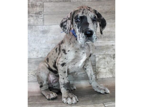 Great Dane DOG Female Merle 8647 Petland Dayton, Ohio