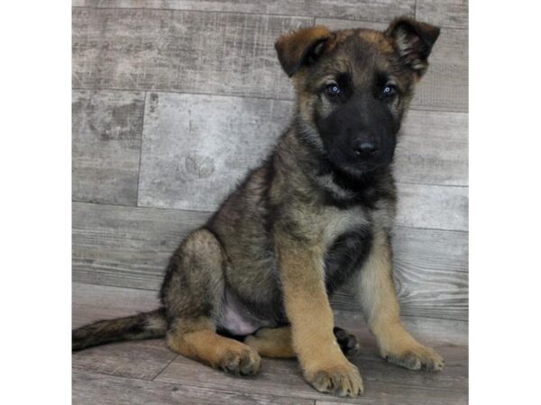 German Shepherd DOG Male Sable 8652 Petland Dayton, Ohio