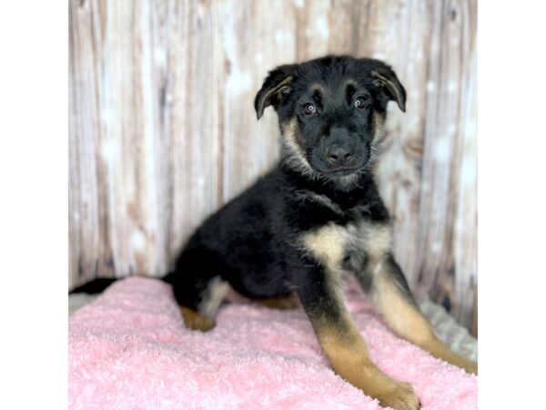 German Shepherd-DOG-Female-Black / Tan-8651-Petland Dayton, Ohio