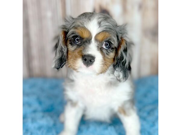 Cavalier King Charles Spaniel-DOG-Male-Blue Merle-8650-Petland Dayton, Ohio