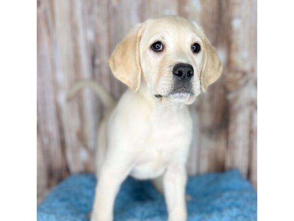 Labrador Retriever-DOG-Male-Yellow-8649-Petland Dayton, Ohio