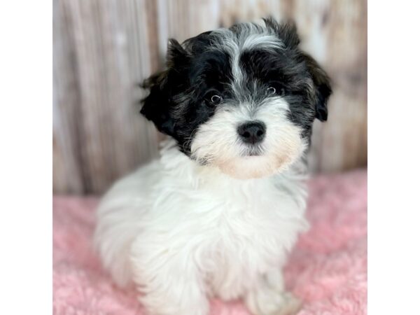 Havanese DOG Female Black / Tan 8648 Petland Dayton, Ohio