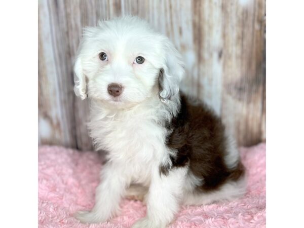 Sheepadoodle 2nd gen DOG Female Chocolate / White 8641 Petland Dayton, Ohio