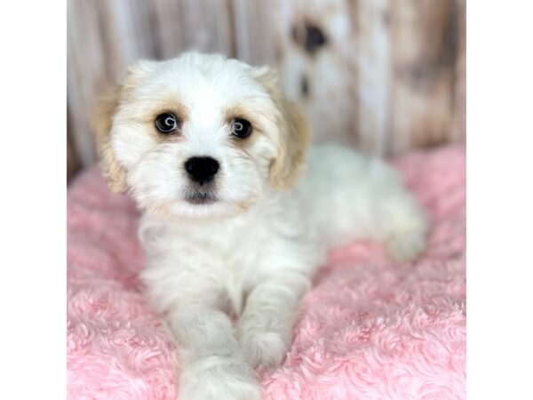 Cavachon-DOG-Female-Blenheim-8640-Petland Dayton, Ohio